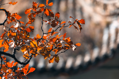 中国甘肃兰州兴隆山秋色