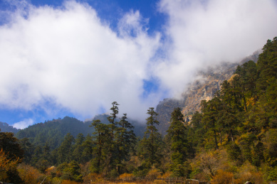 尼泊尔EBC路上的森林