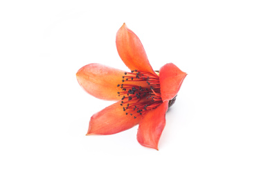 木棉花。