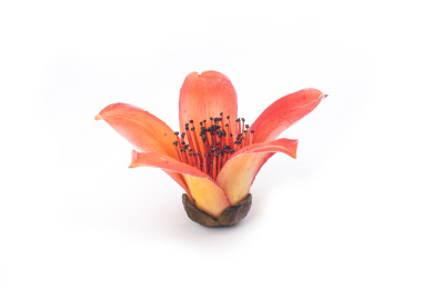 木棉花。