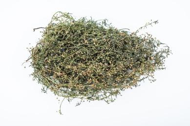 晒干的中草药白花蛇舌草 
