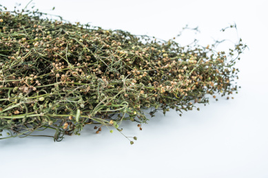 晒干的中草药白花蛇舌草 