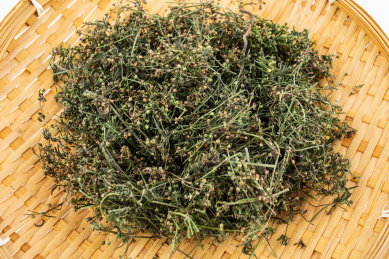 晒干的中草药白花蛇舌草 