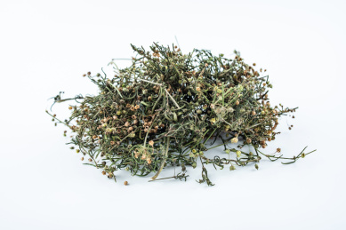 晒干的中草药白花蛇舌草 