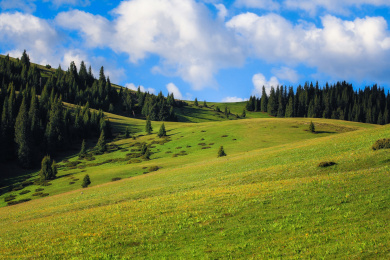 中国新疆赛里木湖边空中草原牧场