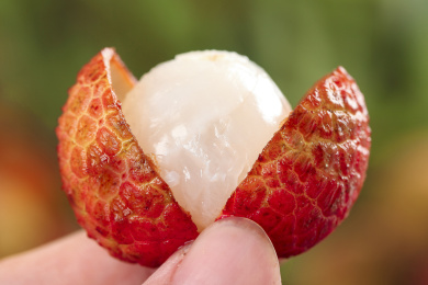 手上拿着一个剥开壳的丹荔