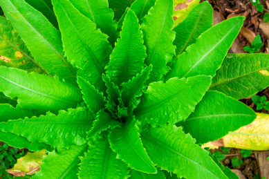 田地里生长的芥蓝，芥菜特写