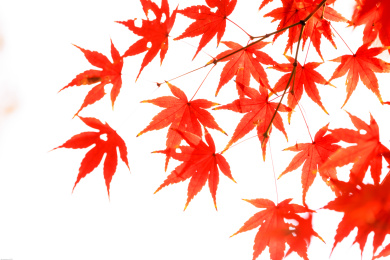 中国江苏苏州天平山秋季风光