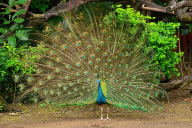 一只雄性蓝孔雀正在开屏