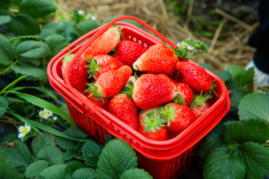 草莓采摘园里新鲜的草莓