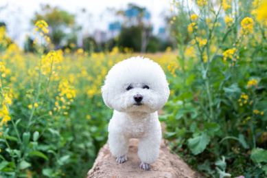 一只比熊狗在油菜花地里玩耍