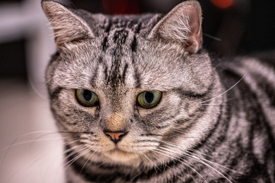 近距离拍摄美国短毛猫
