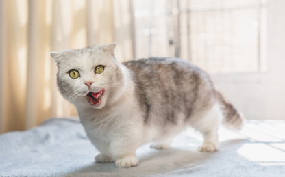 可爱猫咪站在桌子上舔嘴巴