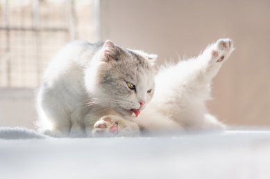 可爱的猫咪趴在桌子上梳理毛发