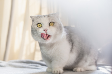 可爱的短腿猫站在桌子上舔嘴巴