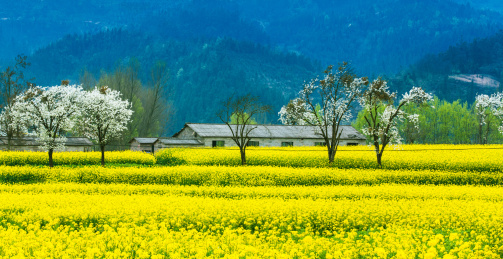 中国云南曲靖地区罗平县春天里乡村的风光