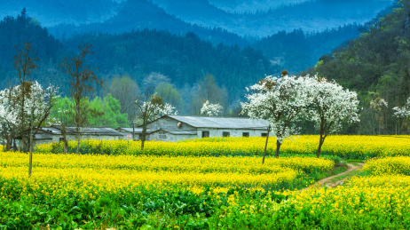 中国云南曲靖地区罗平县春天里乡村的风光