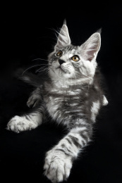 缅因猫小猫