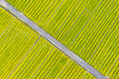 航拍云南大理喜洲古镇油菜花田