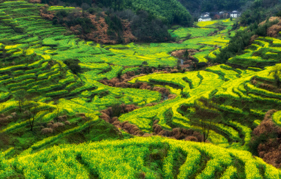 中国江西婺源篁岭景区油菜花