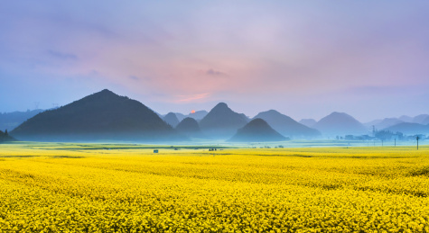 中国云南省罗平县金鸡峰丛景区的油菜花田