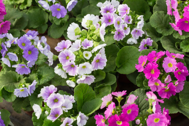 春天盛开的彩色花朵和绿色叶子报春花