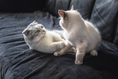 两只小猫在沙发上嬉戏打闹