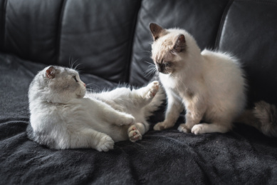 两只小猫在沙发上嬉戏打闹