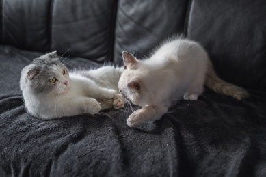 两只小猫在沙发上嬉戏打闹