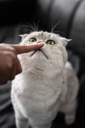 银渐层正抬头好奇地闻主人手指