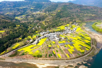 通江县新场镇油菜花