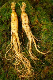 草地上放着两颗野山参