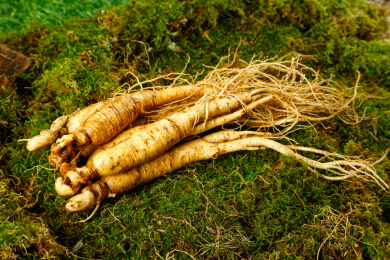 草地上放着带土鲜人参