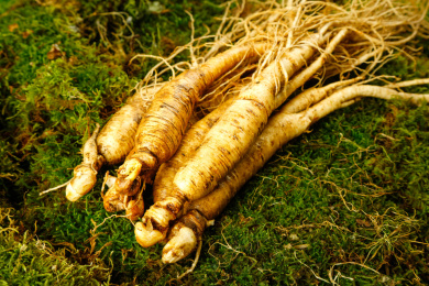 草地上放着带土鲜人参