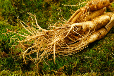 草地上放着带土鲜人参