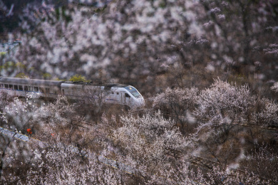 中国北京居庸关穿梭在春天花海的列车