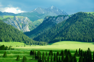 夏天晴朗天气下的中国新疆伊犁唐布拉草原