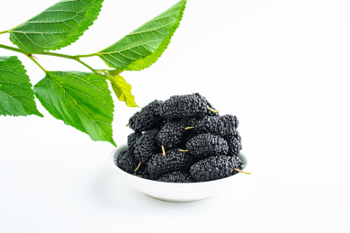 白背景上的桑叶和桑果