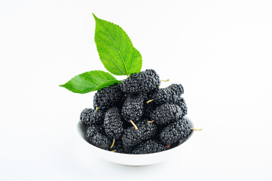 白背景上的桑叶和桑果