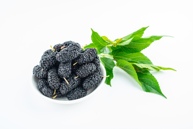 白背景上的桑叶和桑果