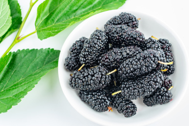 白背景上的桑叶和桑果