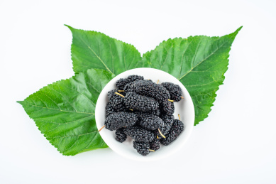 白背景上的桑叶和桑果