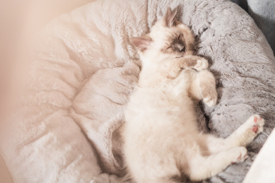 正在柔软猫窝里熟睡的布偶猫