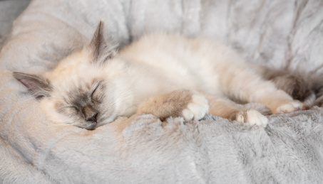 正在柔软猫窝里熟睡的布偶猫