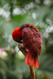 梳理羽毛的鹦鹉