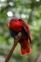 梳理羽毛的鹦鹉