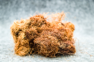 清肝利胆中药材玉米须茶