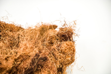 清肝利胆中药材玉米须茶