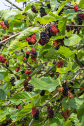 成熟的桑果挂在枝头