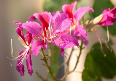 美丽的鲜花粉色宫粉紫荆花盛开的样子特写
